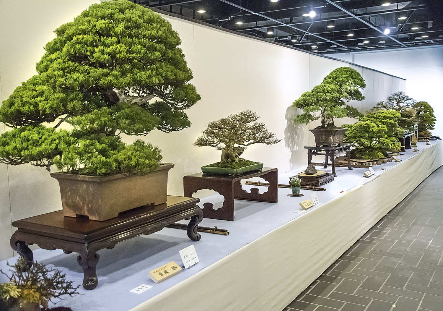 35 thế cây cảnh bonsai thu hút các nghệ nhân nhất hiện nay